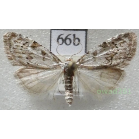Nola confusalis (Herrich-Schäffer, 1847) Czech66b